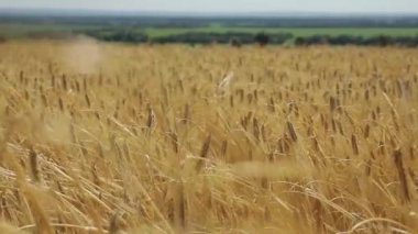 Kırsaldaki altın buğday tarlası