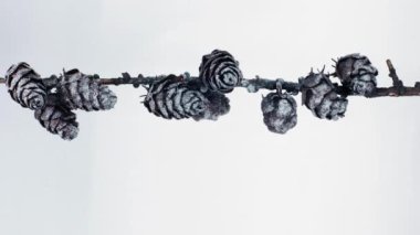 Köknar dalları, koniler, toplar ile noel kompozisyonu, beyaz zemin üzerinde kar ve metin için boşluk.