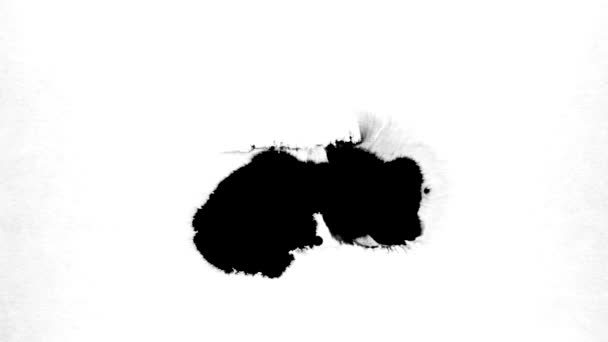 Salpicadura Tinta Pintura Acuarela Blanco Negro — Vídeos de Stock