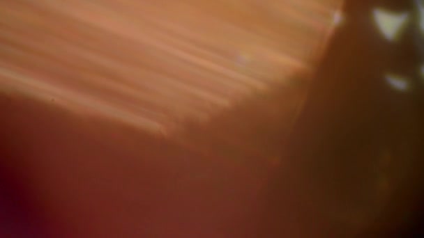 Оптические Светящиеся Линзы Вспышки Bokeh Переход Накладывает Фон — стоковое видео