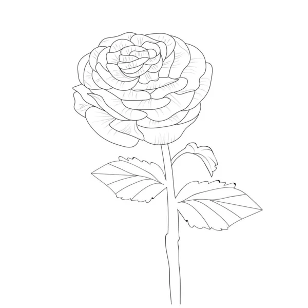着色ページ 着色本の花のランチェル手は白地に孤立した植物コレクションを描いたクリップアート — ストックベクタ