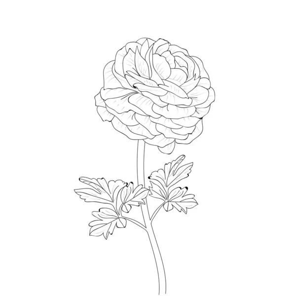 Χειροποίητο Ranunculus Λουλούδι Μπουκέτο Διάνυσμα Σκίτσο Εικονογράφηση Χαραγμένο Μελάνι Τέχνη — Διανυσματικό Αρχείο