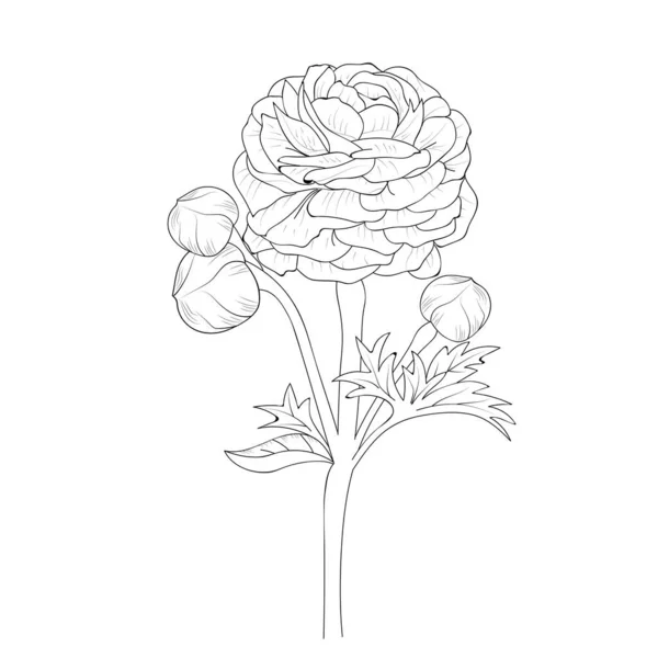 Színező Oldal Kifestőkönyv Virágok Ága Ranunculus Virág Kézrajz Vektor Illusztráció — Stock Vector
