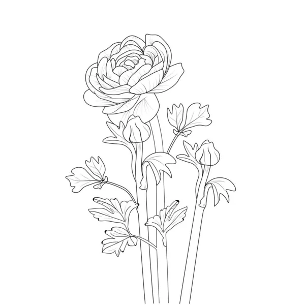 Zbarvení Stránky Omalovánky Květiny Větev Ranunculus Květ Ruční Kreslení Vektorové — Stockový vektor