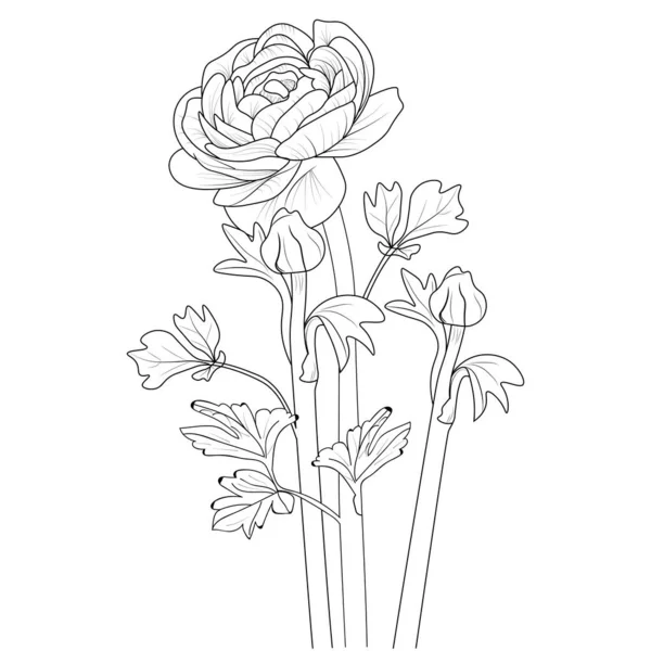 Isolerad Buttercup Ranunculus Blomma Hand Dras Vektor Skiss Illustration Botaniska — Stock vektor