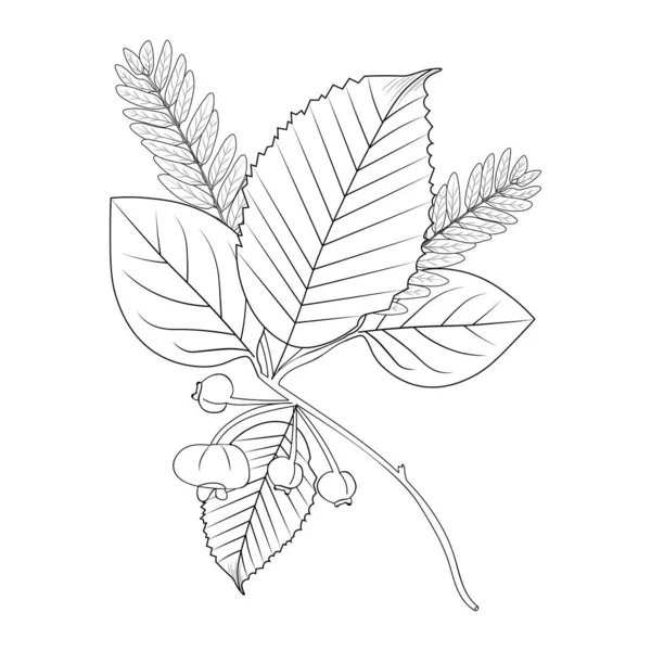 Гілка Листяного Дерева Векторні Ілюстрації — стоковий вектор