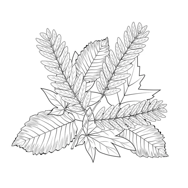 葉のベクトルセット スケッチ図 孤立した白い背景 手描き — ストックベクタ