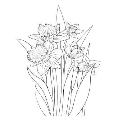 Bir çiçek deseninin vektör çizimi, yaprak tomurcuğu botanik koleksiyonunun çiçek açan nergis dalı, oymalı mürekkep sanatı, el çizimi vektör sanatı, yetişkin ve çocuklar için boyama sayfası.