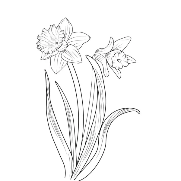 Illustration Einer Narzissenblume Vektor Skizze Bleistiftkunst Blumenstrauß Ausmalseite Und Buch — Stockvektor