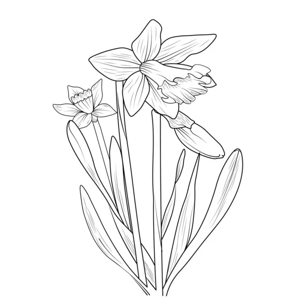 Narzissenblüte Schwarz Weiße Vektorillustration Mit Zeichnung Blumen Schönen Botanischen Hintergrund — Stockvektor