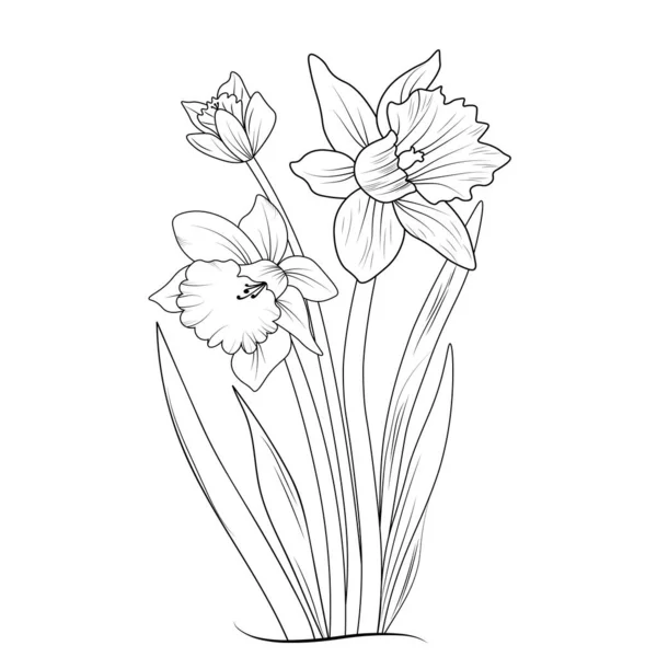 그림의 스케치 Daffodil 예술적으로 Narcissus 아트에 — 스톡 벡터