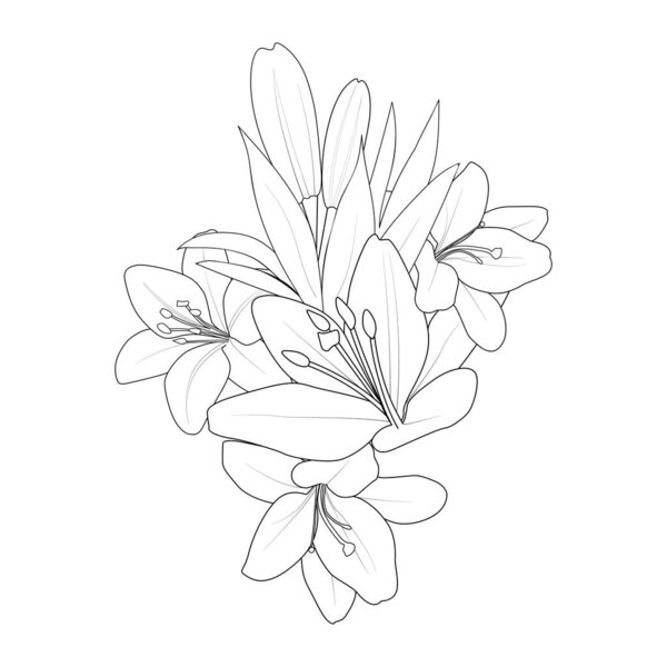 vector illustration of beautiful lily flower flowers. floral elements for design coloring book natural collection hand drawn sketch art isolated on white background clip art.