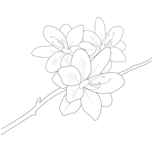 白いベクトルイラストに隔離された美しい植物の花の要素 花の常緑ツツジの花手描きベクトル鉛筆スケッチのぬり絵や大人と子供のためのページ — ストックベクタ