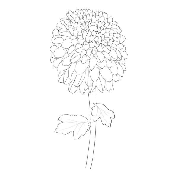 Handgezeichnete Skizze Von Blumen Vektor Illustration Blühen Chrysanthemenblume Schwarze Umrisszeichnung — Stockvektor