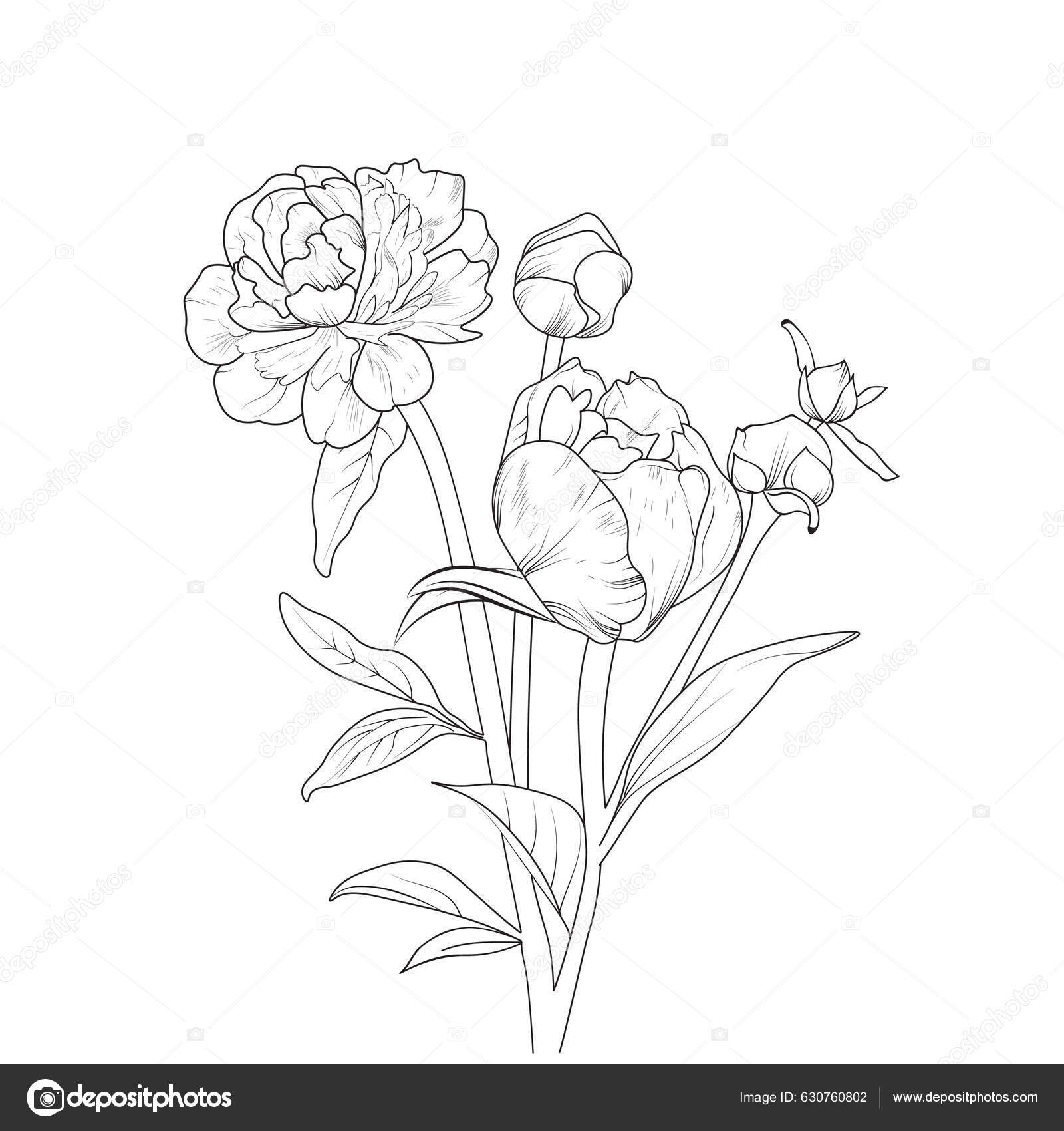Esboço Vetorial Uma Bela Flor Peônia Com Folhas Desenho Mão Vetor de  ©saminaakter 630760802, image size:1600x1700