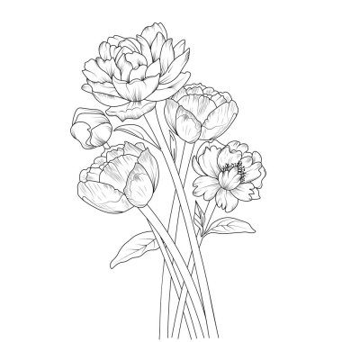 Şakayık çiçekleri beyaza izole edilmiş elle çizilmiş çiçeklerin çizimi. Bahar çiçeği ve mürekkep sanatı, botanik bahçesi, şakayık boyama kitabı.