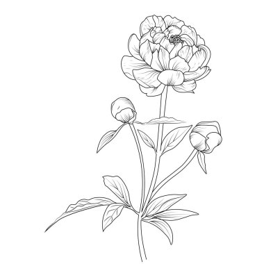 Şakayık çiçeği çizimi, güzel bir botanik bahçesinin çiçek desenli vektör çizimi..