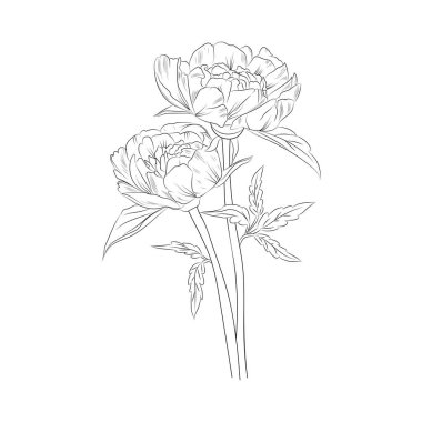 siyah şakayık çiçek vektör illüstrasyonu.