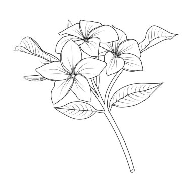 beyaz üzerine izole edilmiş çizim ile güzel vektör çiçeği.