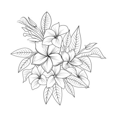 Frangipani vektör sanatı, tropik çiçek vektör illüstrasyonu. Çiçekli el çizimi, siyah beyaz çizim, arka planda izole edilmiş, plumeria çiçek buketi, çizgi sanatı, el çizimi sanatsal, basitlik renklendirme sayfası