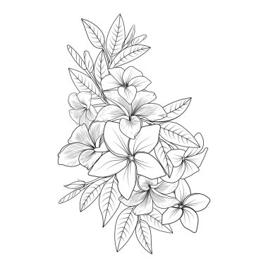 Frangipani çiçek vektör sanatı, el yapımı güzel tropikal çiçekler. Posterler ve tebrik kartları için beyaz arkaplanda izole edilmiş tek renkli illüstrasyon,