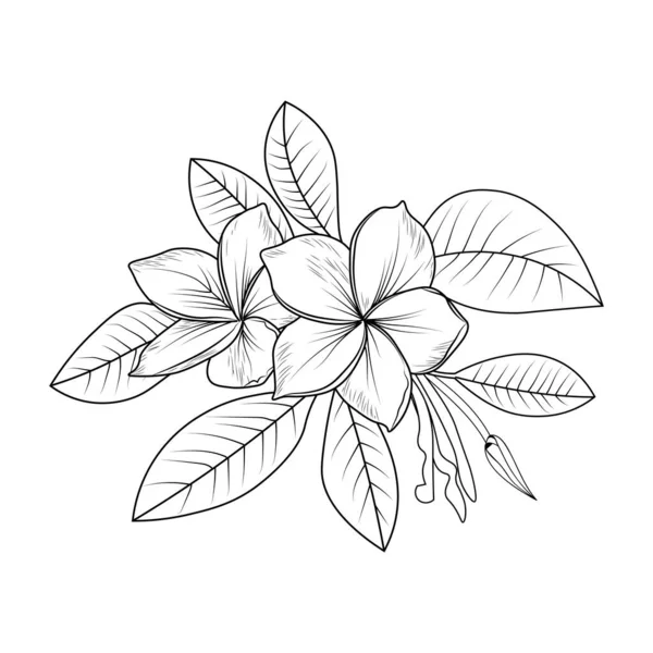 Frangipani Kwiat Ołówek Sztuka Wektor Ilustracja Pięknej Tropikalnej Gałęzi Rośliny — Wektor stockowy