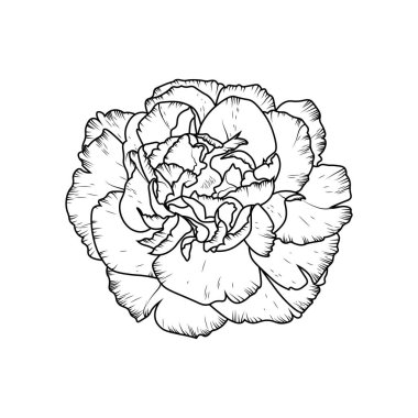 carnation flower vector illustration of a beautiful botanical garden element, a branch of leaf buds coloring page for adults and children.