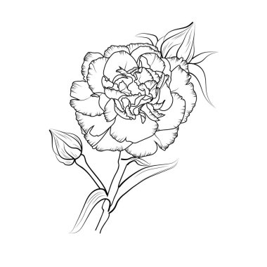 beautiful carnation vector. floral background, hand-drawn vector sketch illustration, black, and white blossom clover-pink coloring page.