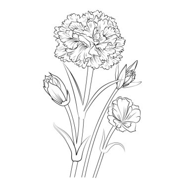 carnation flower vector illustration of a beautiful botanical garden element, a branch of leaf buds coloring page for adults and children.