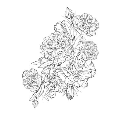 Carnation bouquet, of flower design for card or print. hand painted flowers illustration isolated on white backgrounds, engraved ink art floral coloring pages, and books for print.