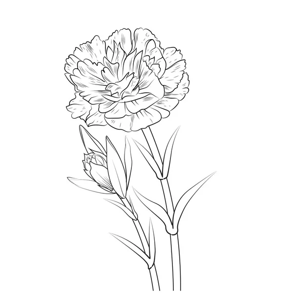 Carnation Flower Hand Drew Vector Illustrations Sketched Flowers Plants Illustration — Vetor de Stock