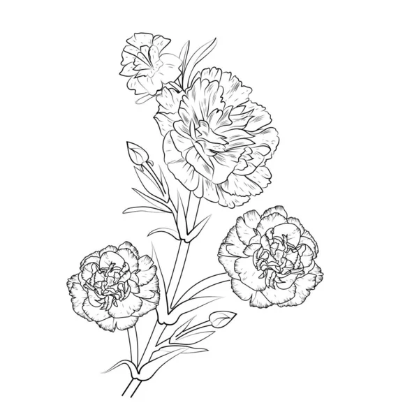 Малюнок Квітки Гвоздики Чорно Білий Малюнок Чорнила Квітка Гвоздики Рослина — стоковий вектор
