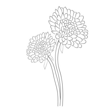 Chrysanthemum vector floral ornament. coloring book design. beautiful flowers and leaves. black and white flowers.