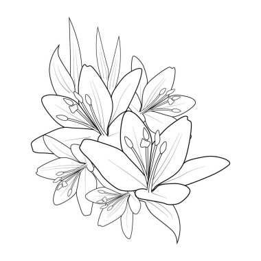 Black outline drawing is perfect for coloring pages or books for children or adults. Lily flower vector illustration of beautiful flowers.