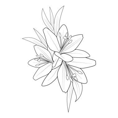 lily blossom flowers and branch vector illustration. hand Drawing vector illustration for the coloring book or page Black and white engraved ink art, for kids or adults.vector illustration of beautiful botanical garden flowers