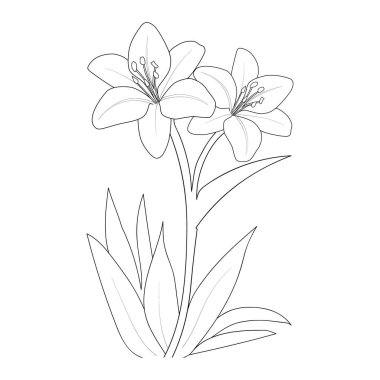 lily blossom flowers and branch vector illustration. hand Drawing vector illustration for the coloring book or page Black and white engraved ink art, for kids or adults.vector illustration of beautiful botanical garden flowers
