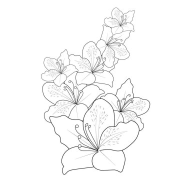 Set of a decorative stylized azalea flower isolated on white background. Highly detailed vector illustration, doodling and zentangle style, tattoo design blossom flowers.vector illustration of beautiful botanical garden flowers