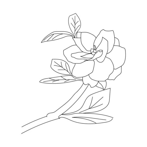 Gardenia Flower Drawing Vector Illustration Hand Drawn Illustration Artistic Simple — Vector de stock