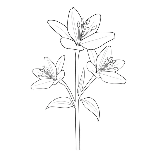 Vector Sketch Lily Flowers Vector Illustration Beautiful Flower Bouquet Chamomile — Vector de stock