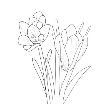 coloring page, vector hand-drawn doodle lily isolated on white background with saffron flower.