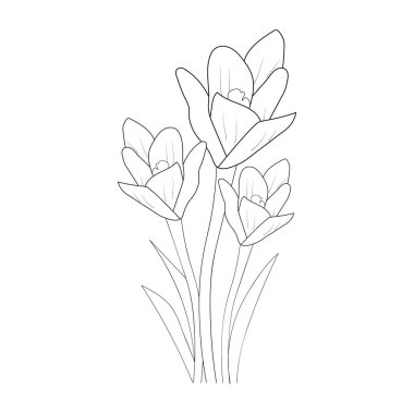 coloring page, vector hand-drawn doodle lily isolated on white background with saffron flower.
