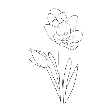 coloring page, vector hand-drawn doodle lily isolated on white background with saffron flower.