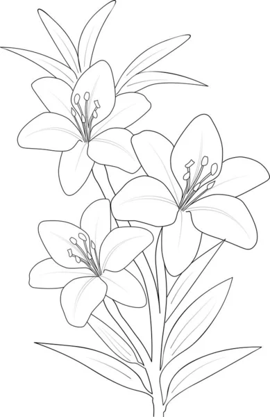Flowers Branch Dahlia Flower Hand Drawing Lily Vector Sketch Illustration — Vector de stock