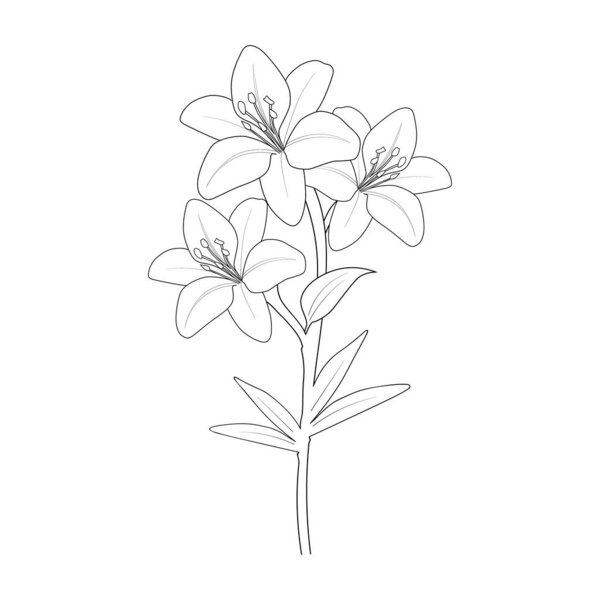 lily flower drawing vector illustration hand drawn illustration artistic, simplicity coloring page isolated in white backgroundvector illustration of beautiful flowers. decorative element for design