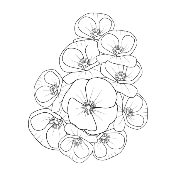 Poppy Flower Vector Art Hand Drawn Illustration Natural Leaf Collection — Διανυσματικό Αρχείο