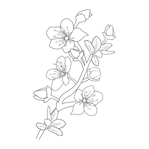 Cherry Blossom Flowers Branch Vector Illustration Hand Drawing Vector Illustration — Vector de stock