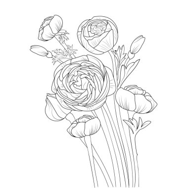 hand-drawn sketch of the ranunculus flowers. isolated on white background. vector illustration, vector illustration, the floral background of flowers, hand-drawn ink drawing, sketch, engraving style, monochrome,