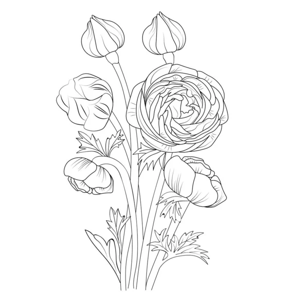 Hand Drawn Sketch Ranunculus Flowers Isolated White Background Vector Illustration — Stock Vector