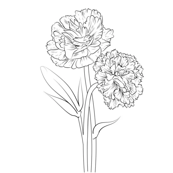 Carnation Flower Bouquet Vector Illustration Beautiful Botanical Background Branch Leaf —  Vetores de Stock