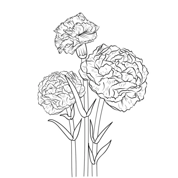 Ranunculus Vector Illustration Beautiful Sketch Flower — Vetor de Stock